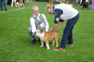 2016-07-08 11.07.05 Frej 1. vinder åben klasse excellent ck cert reserve cacib 2. bedste han