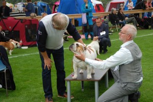 Little G 1. vinder åben klasse excellent ck cert reserve cacib 2. bedste tæve