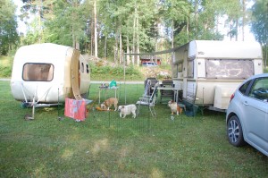 Hundene på camping
