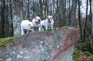 2016-11-06 11.13.43 hundene synes det er sjovt at hoppe op på de store sten i skoven
