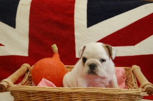 dsc_0142-1 Legrand Sveas Bull Sol