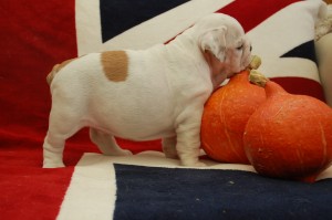 dsc_0155-1 Legrand Sveas Bull Arthas