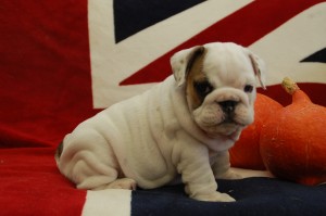 dsc_0169-1 Legrand Sveas Bull Sigyn