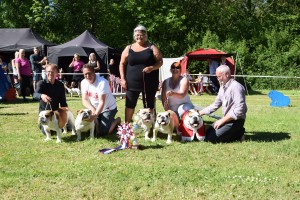 DSC_0252 Frej blev kåret som årets Bulldog 2016 og vi blev kåret som årets opdrætter 2016