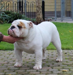 Orlando Of The Tivoli Bulls